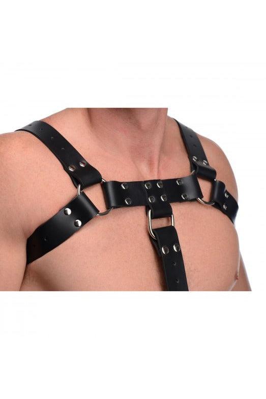 English Bull Dog Harness with Cock Strap